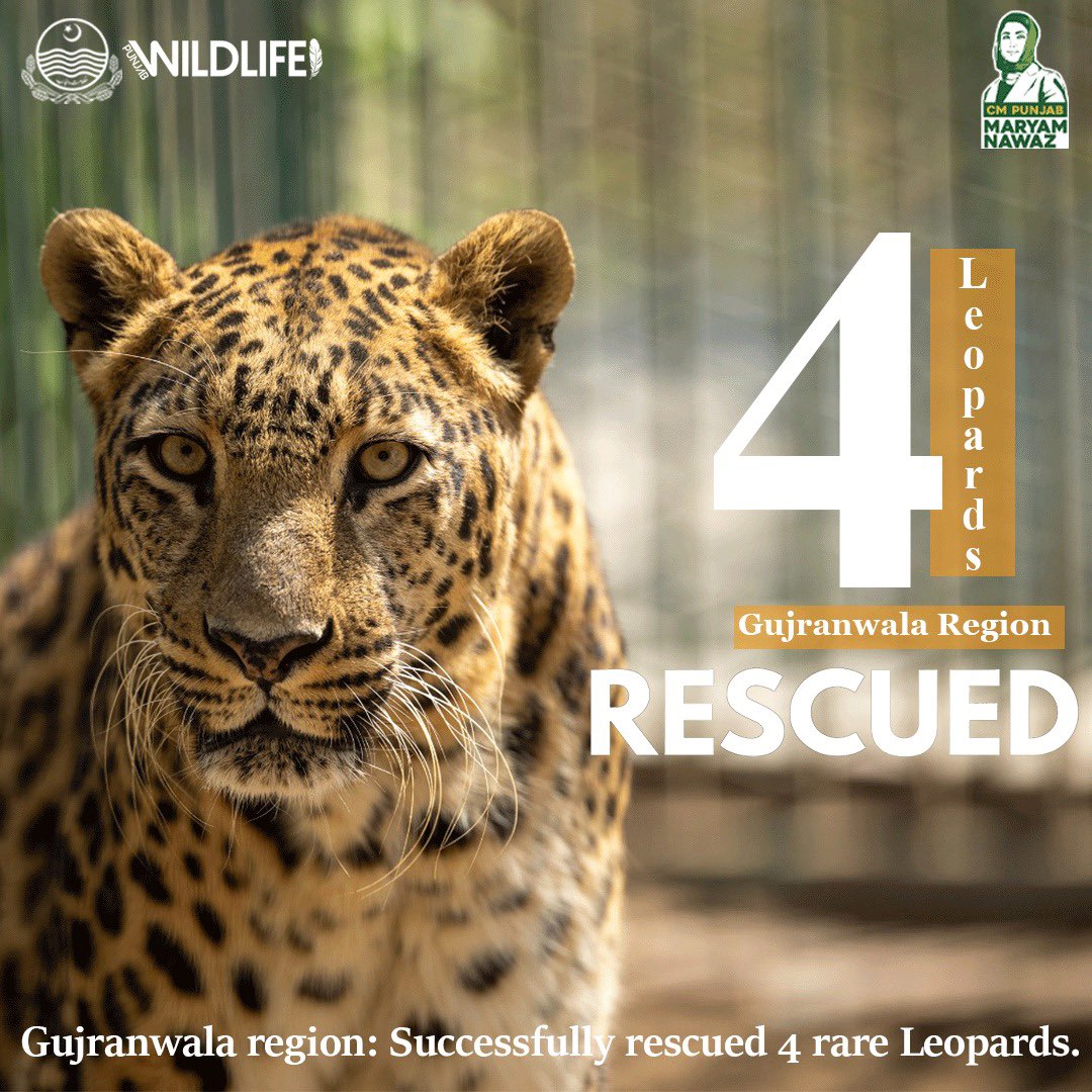 Punjabwildlife_'s tweet photo. On the directions of Chief minister Punjab, strict crackdown & combing operations are continued across Punjab! If you witness anyone keeping big cats illegally please call at 1107 immediately!
.
.
#combingoperations #operations #Bigcats #Govt #1107 #Punjab #govt https://t.co/CsrP7VTiwi