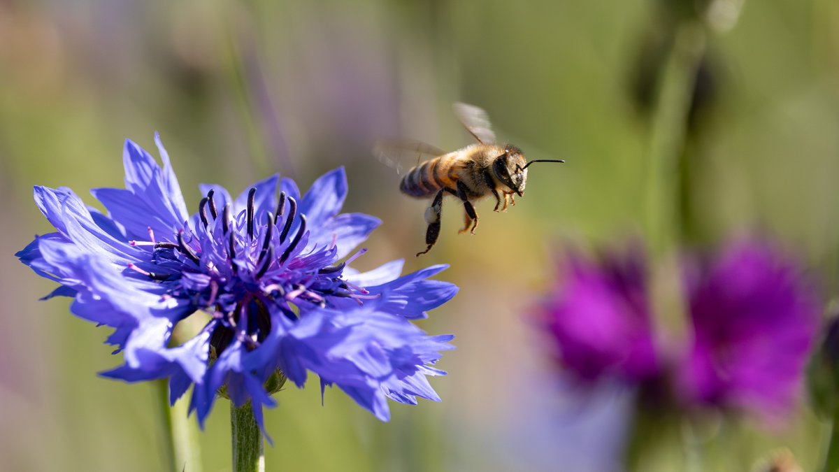 Chasseurs de France (@chasseursfrance) on Twitter photo 18 podcast d’une minute intitulés « Parlons Biodiversité avec la FNC » ont été diffusés chaque lundi sur les ondes d’ <a href="/Europe1/">Europe 1</a> pendant près de 4 mois. Retrouvez l'intégralité des podcast en replay.
➡️ chasseurdefrance.com/18podcast-euro…
Il s'agit de témoignages d’élus ou de collaborateurs 18 podcast d’une minute intitulés « Parlons Biodiversité avec la FNC » ont été diffusés chaque lundi sur les ondes d’ <a href="/Europe1/">Europe 1</a> pendant près de 4 mois. Retrouvez l'intégralité des podcast en replay.
➡️ chasseurdefrance.com/18podcast-euro…
Il s'agit de témoignages d’élus ou de collaborateurs