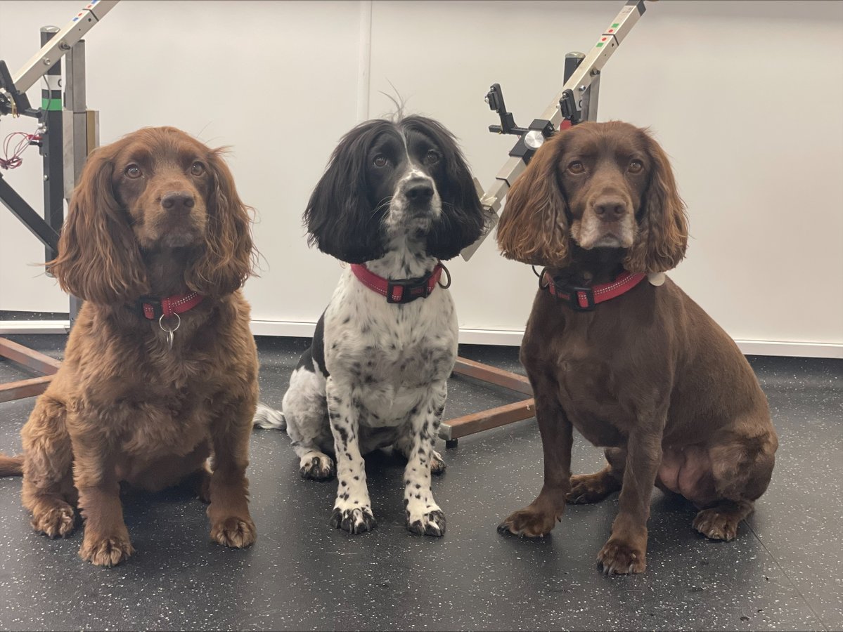 MedDetectDogs's tweet image. Mango, Dotty and Callie have been taking over the training room in their quest to prove that dogs can detect the odour of bowel cancer in urine.
We believe that by using urine samples — instead of poo samples — we can reduce stigma and embarrassment, increase participation in…