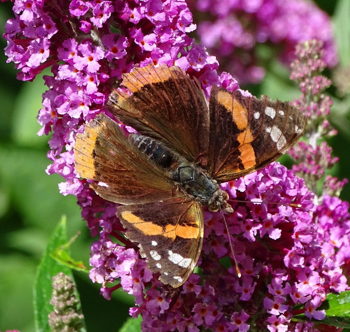 jac61941964's tweet image. In a Tyneside garden.
#Tyneside 
#Garden
#Butterflies