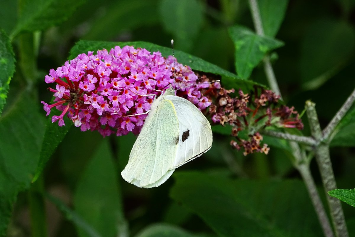 jac61941964's tweet image. In a Tyneside garden.
#Tyneside 
#Garden
#Butterflies