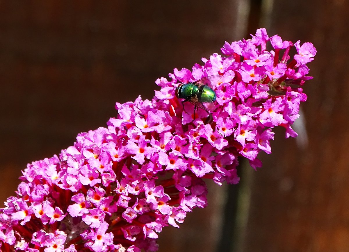 jac61941964's tweet image. In a Tyneside garden.
#Tyneside 
#Garden
#Butterflies