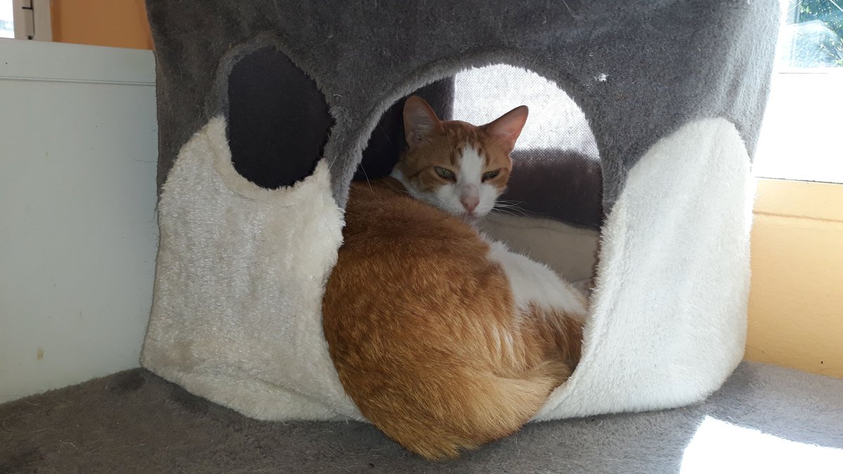 Reginas Tierrettung Preveza Griechenland 🐱 (@zaubermaus57) on Twitter photo 