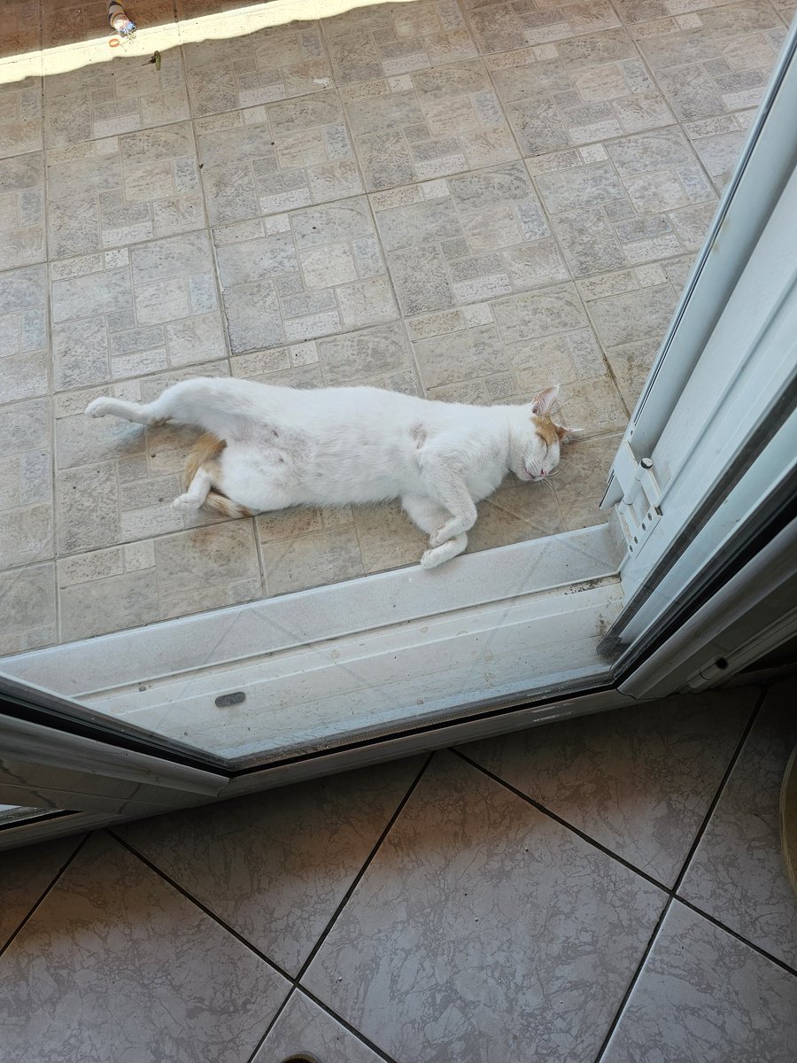 Reginas Tierrettung Preveza Griechenland 🐱 (@zaubermaus57) on Twitter photo 