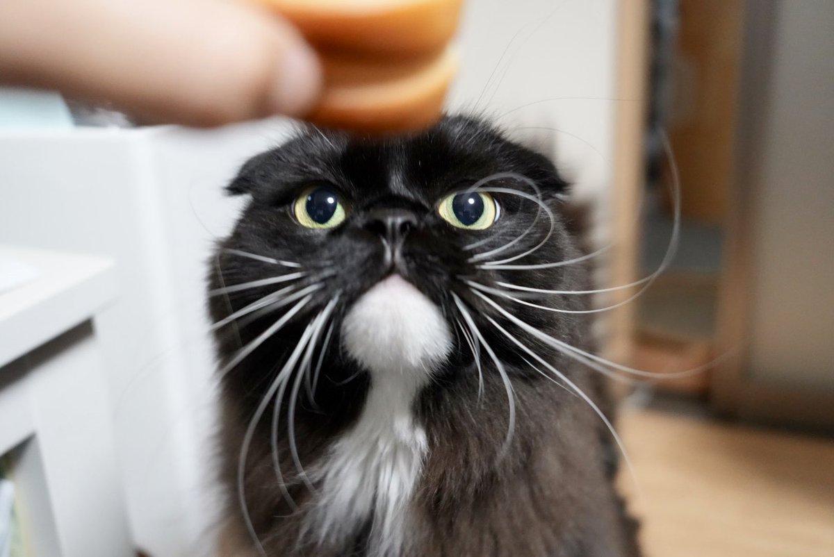 unagineko_una's tweet image. うなぴが虹の向こうでお腹いっぱいパンを食べてのんびり暮らしていますように🎋
