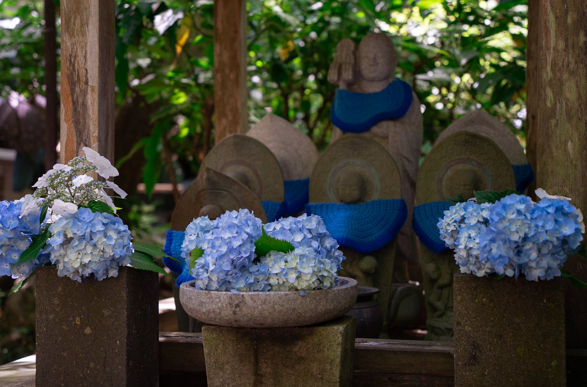 KiguYKR's tweet image. 紫陽花〜💚🩵💙
#鎌倉 #明月院 #アジサイ