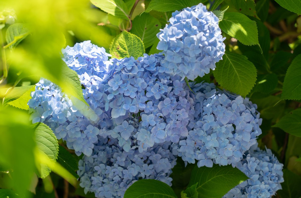 KiguYKR's tweet image. 紫陽花〜💚🩵💙
#鎌倉 #明月院 #アジサイ
