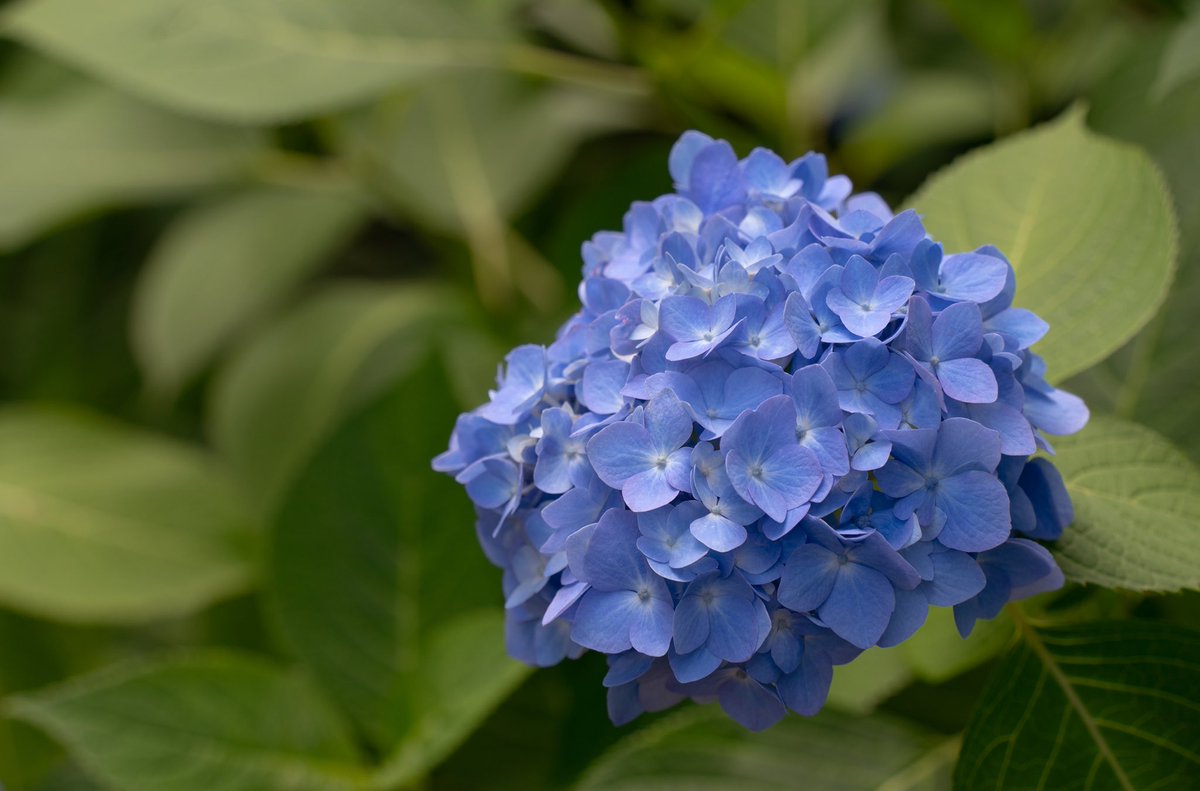 KiguYKR's tweet image. 紫陽花〜💚🩵💙
#鎌倉 #明月院 #アジサイ