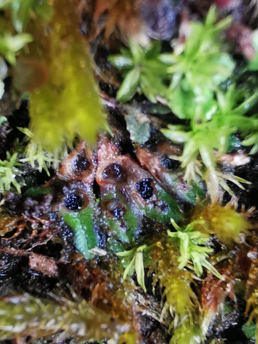 Natur am Byth! (@naturambyth) on Twitter photo #WythnosNaturCymru ydy hi! 💚 Rydym yn dathlu ein treial llwyddiannus yn Stanner Rocks gyda <a href="/PlantlifeCymru/">Plantlife Cymru</a>. Mae geifr sy'n pori yn helpu i achub bryoffytau prin rhag difodiant! 🐏 Diolch i'r llwyddiant hwn, mae'r geifre yn tyfu. Darllen mwy: orlo.uk/0c9Oc #NaturamByth #WythnosNaturCymru ydy hi! 💚 Rydym yn dathlu ein treial llwyddiannus yn Stanner Rocks gyda <a href="/PlantlifeCymru/">Plantlife Cymru</a>. Mae geifr sy'n pori yn helpu i achub bryoffytau prin rhag difodiant! 🐏 Diolch i'r llwyddiant hwn, mae'r geifre yn tyfu. Darllen mwy: orlo.uk/0c9Oc #NaturamByth
