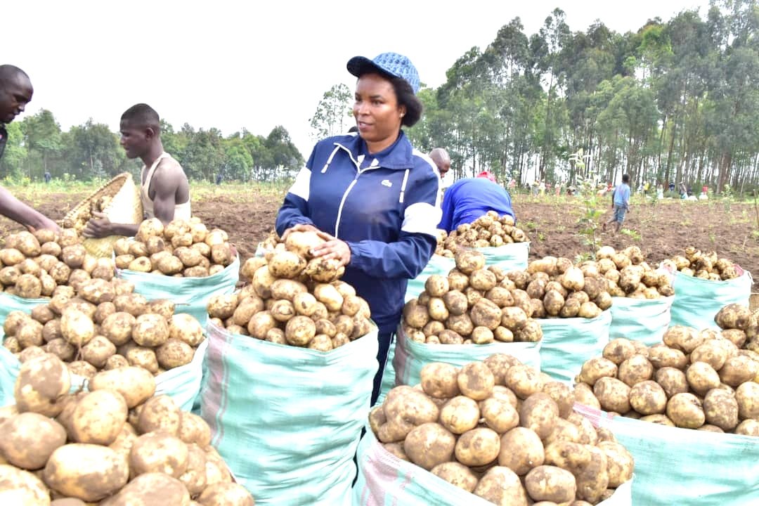 Le Renouveau (@lerenouveaubdi) on Twitter photo Le couple présidentiel a procédé, ce lundi 7 juillet 2025, à la récolte d'un champ de pommes de terre de variété Kirundo cultivé sur la colline Mpehe de la zone #Bugarama dans la <a href="/MuramvyaProv/">Province Muramvya</a>. La récolte attendue sur ce champ d'une superficie de 2,31 ha est de plus de 50 tonnes. Le couple présidentiel a procédé, ce lundi 7 juillet 2025, à la récolte d'un champ de pommes de terre de variété Kirundo cultivé sur la colline Mpehe de la zone #Bugarama dans la <a href="/MuramvyaProv/">Province Muramvya</a>. La récolte attendue sur ce champ d'une superficie de 2,31 ha est de plus de 50 tonnes.