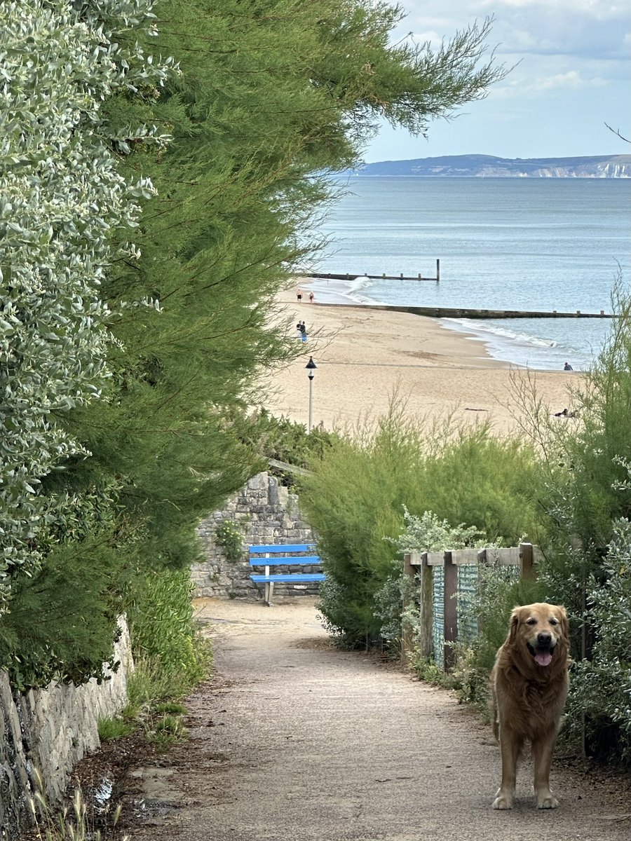 Gordon’s, probably the greatest zigzag in the world 💛🐾🐾💛

#southbourne beach #bournemouth