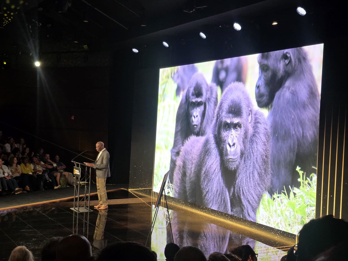 Ambassadeur Lucy Tamlyn (@usambdrc) on Twitter photo Félicitations à Jackson Kabuyaya Mbeke, Directeur de GRACE Gorillas (gracegorillas.org ), lauréat du Prix 2025 National Geographic/Buffett pour le Leadership en Conservation en Afrique (<a href="/NatGeo/">National Geographic</a>). Le Centre de Réhabilitation et d’Éducation à la Conservation des Gorilles Félicitations à Jackson Kabuyaya Mbeke, Directeur de GRACE Gorillas (gracegorillas.org ), lauréat du Prix 2025 National Geographic/Buffett pour le Leadership en Conservation en Afrique (<a href="/NatGeo/">National Geographic</a>). Le Centre de Réhabilitation et d’Éducation à la Conservation des Gorilles