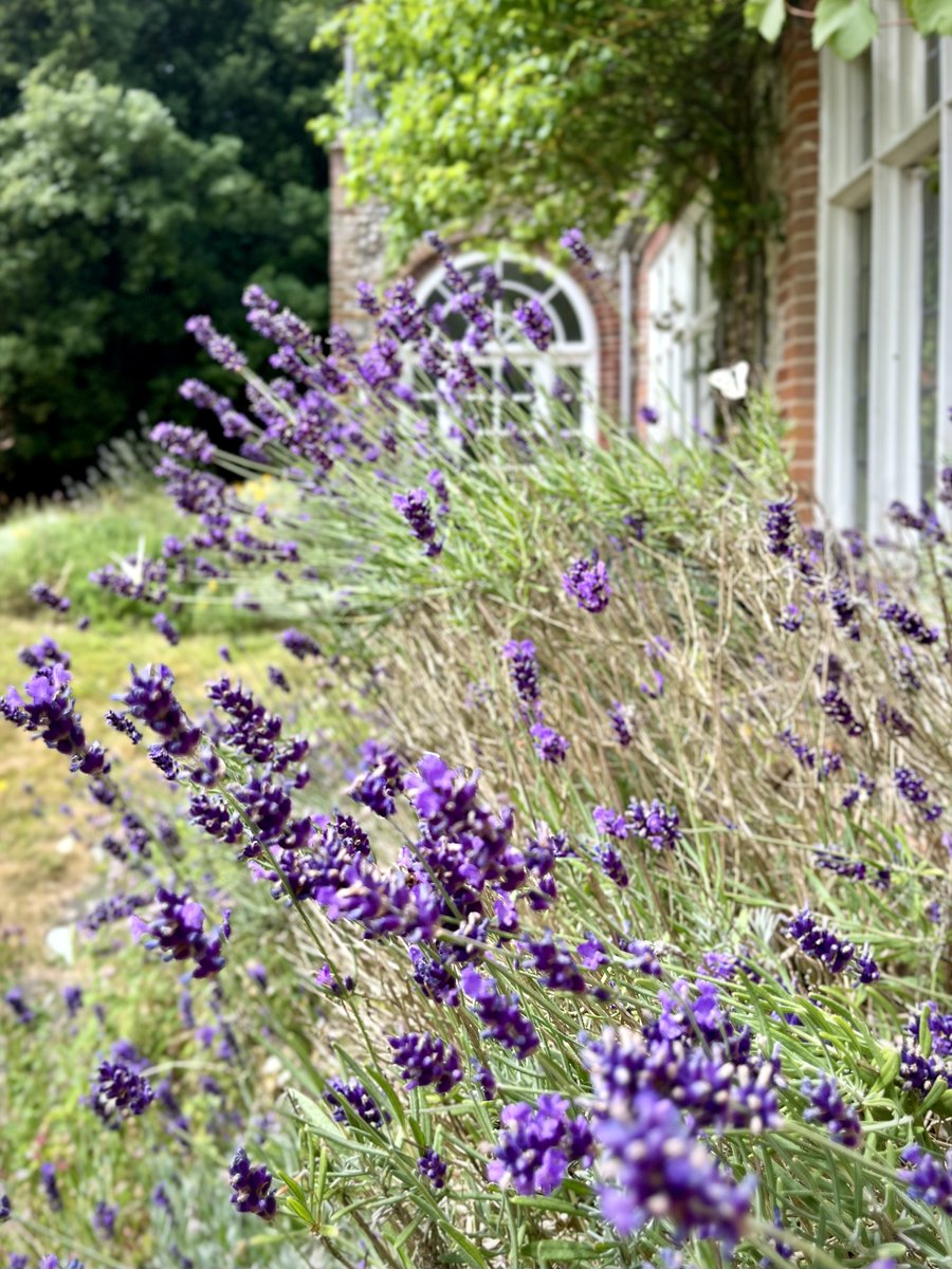 Norfolk lavender