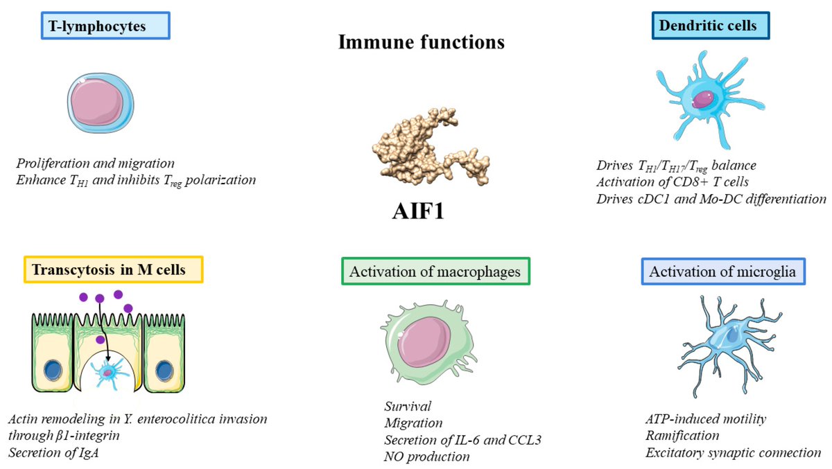 Take a look at our #MostCitedPapers from 2023!📊

Review De Leon-Oliva et al.: AIF1: Function and Connection with Inflammatory Diseases🧫

Views: 3216🔭
Citations: 30⭐️
Pages:  24📖 

Read more:  mdpi.com/2285494

#Biology #OpenAccess #Immunology