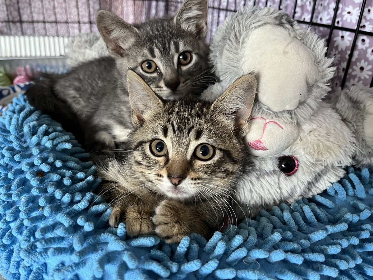 HalThoughts's tweet image. Introducing my foster kittens! They are going up for adoption later this week! The grey one (M) is called Cricket. And the brown one (F) is called Leopard. If you want to adopt them, check out Treehouse Humane Society in Chicago!