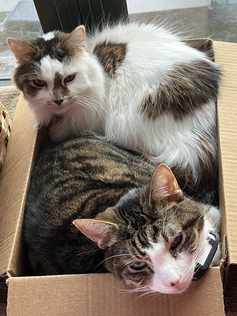 HalThoughts's tweet image. Hal and Pom being ridiculously photogenic.