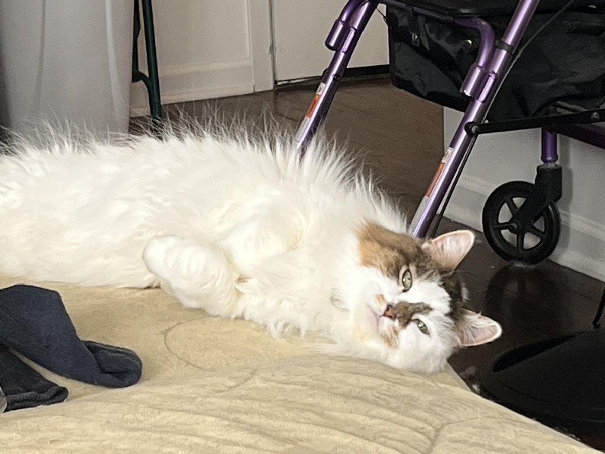 HalThoughts's tweet image. Hal and Pom being ridiculously photogenic.