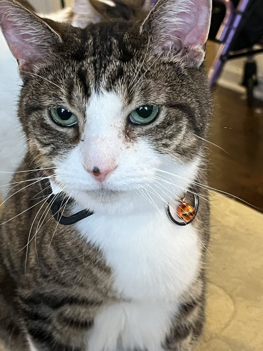 HalThoughts's tweet image. Hal and Pom being ridiculously photogenic.