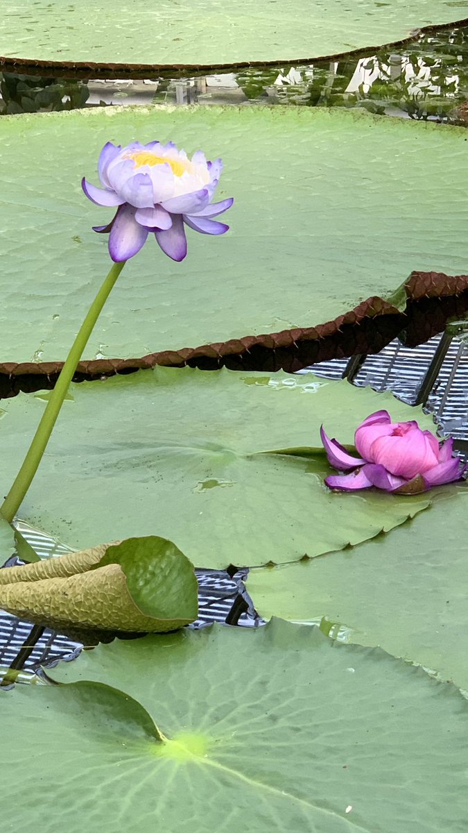 jiljilec's tweet photo. No mud, no lotus. 🪷 https://t.co/eHPXWZMNzi