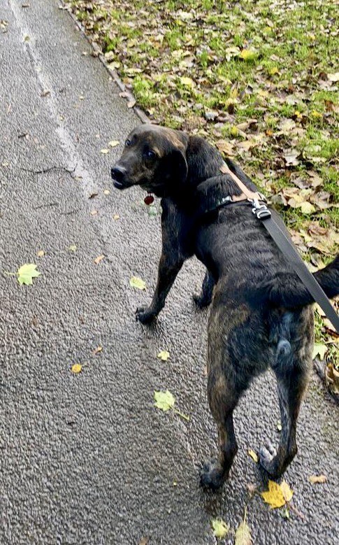 Ralphy is 11 years old and his owner is devastatingly terminally ill, all they want is to make sure Ralphy will be safe ❤️

Currently in Basingstoke, UK transport provided!

He could live with another dog after meets and kids 12+

Apply: pawprints2freedom.co.uk/apply