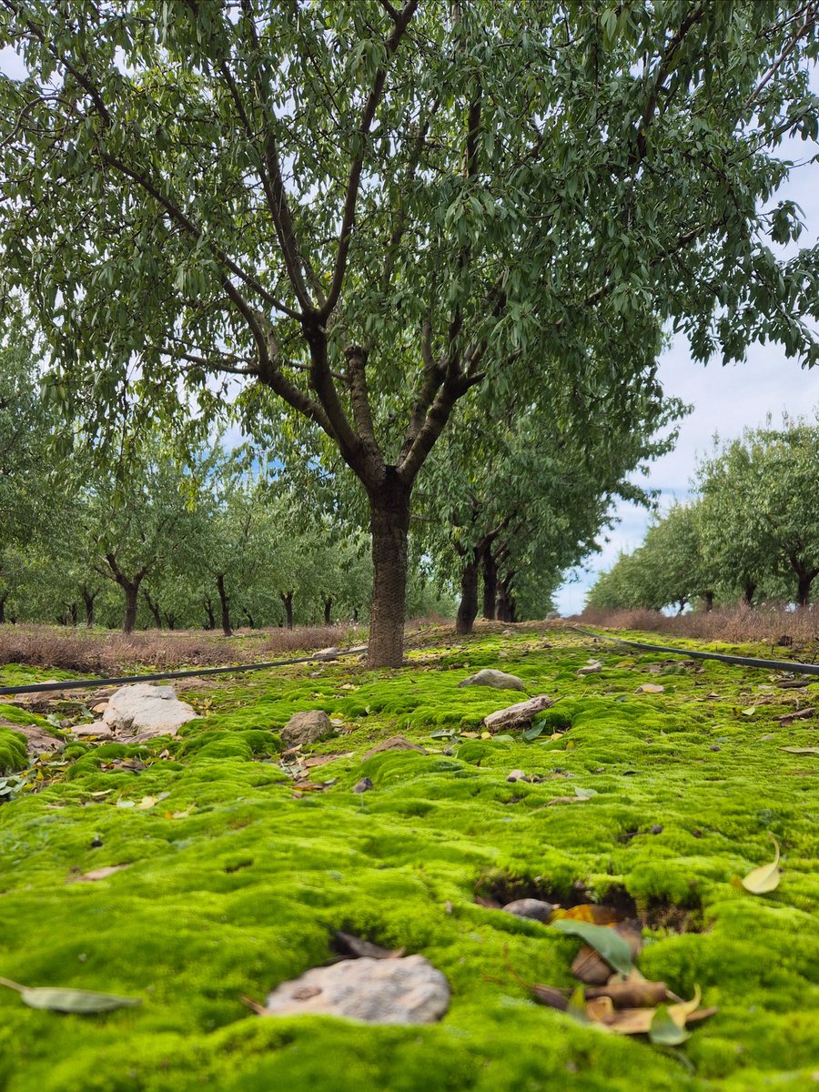 🤎 DÍA MUNDIAL DE LA CONSERVACIÓN DEL SUELO 🤎

En #Borges sabemos que del suelo depende nuestra alimentación y nuestra vida. Por eso, desde nuestras fincas en #MasDeColom impulsamos prácticas que lo mantienen vivo, fértil y rico en materia orgánica. 🌱
