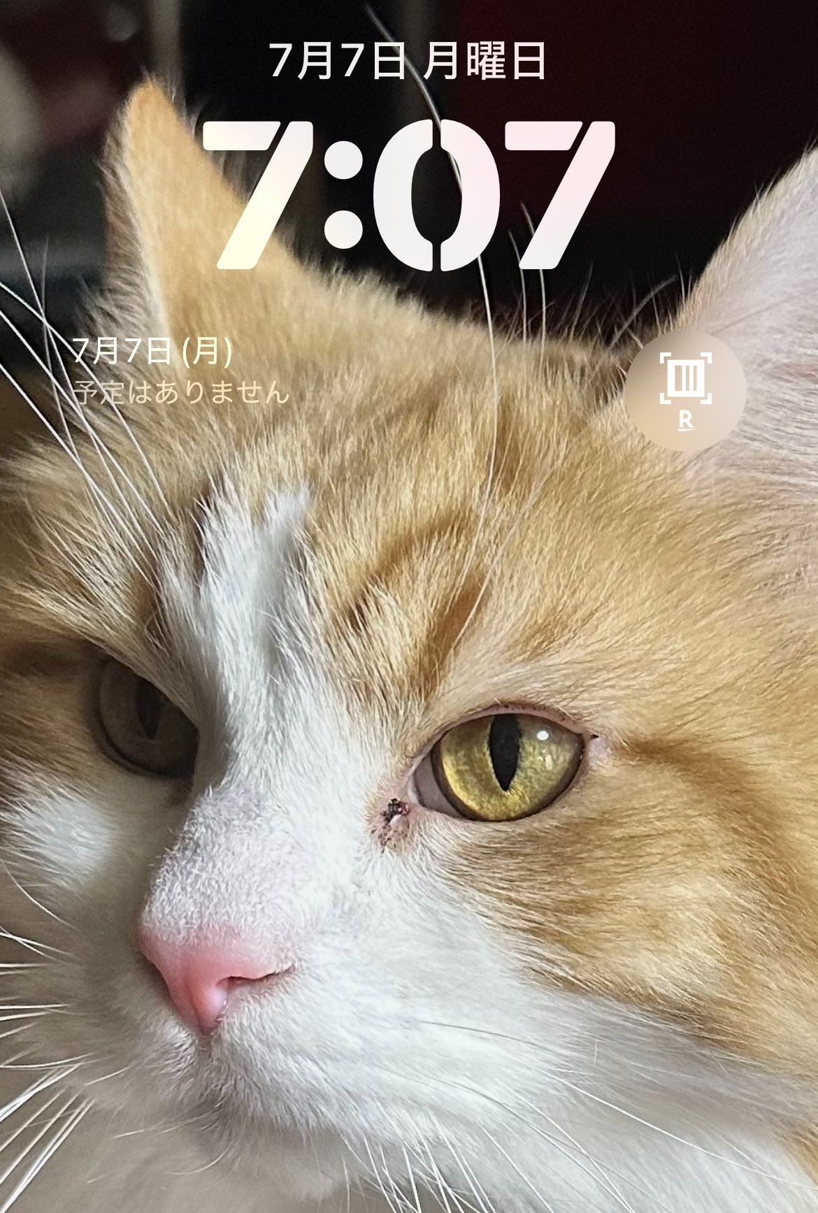 とうちゃん s-l400.jpg