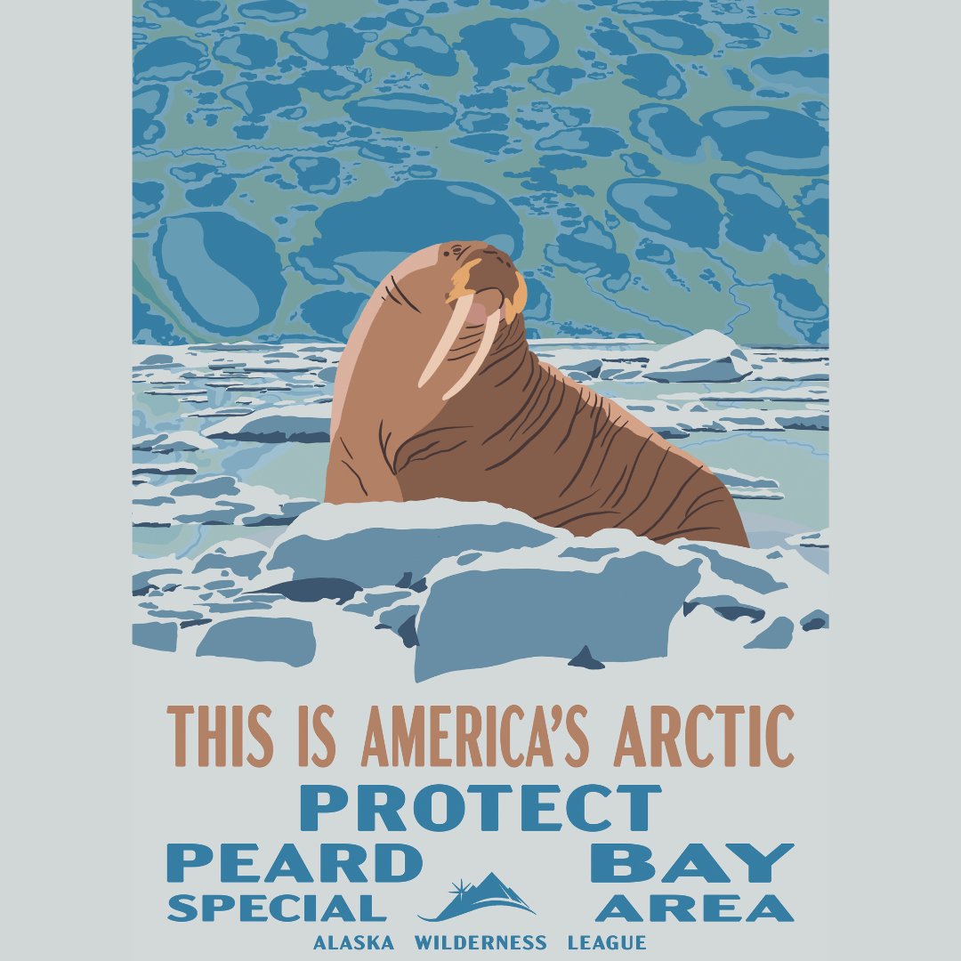 alaskawild's tweet image. Peard Bay Special Area is vital habitat for polar bears, seals &amp;amp; spectacled eiders. The Trump admin wants to roll back protections across 13M acres of the Western Arctic.

We have less than 60 days to tell Secretary Burgum: Don’t sell out our Special Areas to Big Oil. Comment…