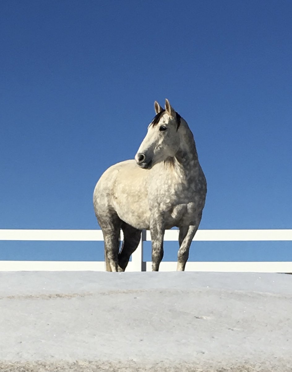 Grayson_JC's tweet photo. The work of Grayson remains essential to enhancing the health and soundness of all horses.
Donate now and help support 26 projects funded in 2025 at 17 universities.
https://t.co/AnwZRNyzQI #HelpHorses #EquineResearch https://t.co/vYHFJl4EUu