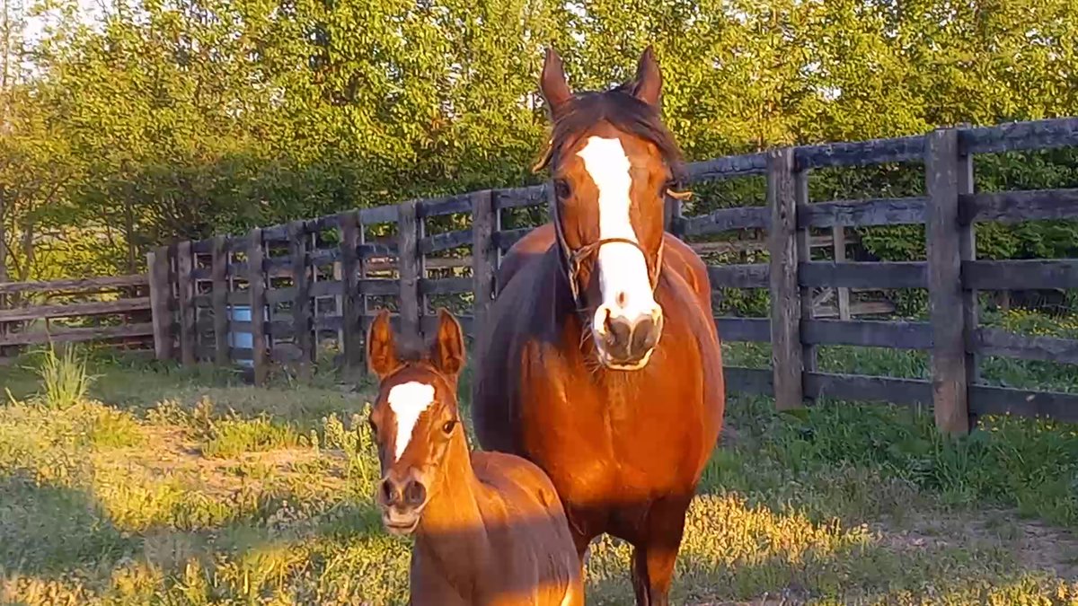 The work of Grayson remains essential to enhancing the health and soundness of all horses.   

Donate now and help support 26 projects funded in 2025 at 17 universities. 

bit.ly/3IZLQMd #HelpHorses #EquineResearch