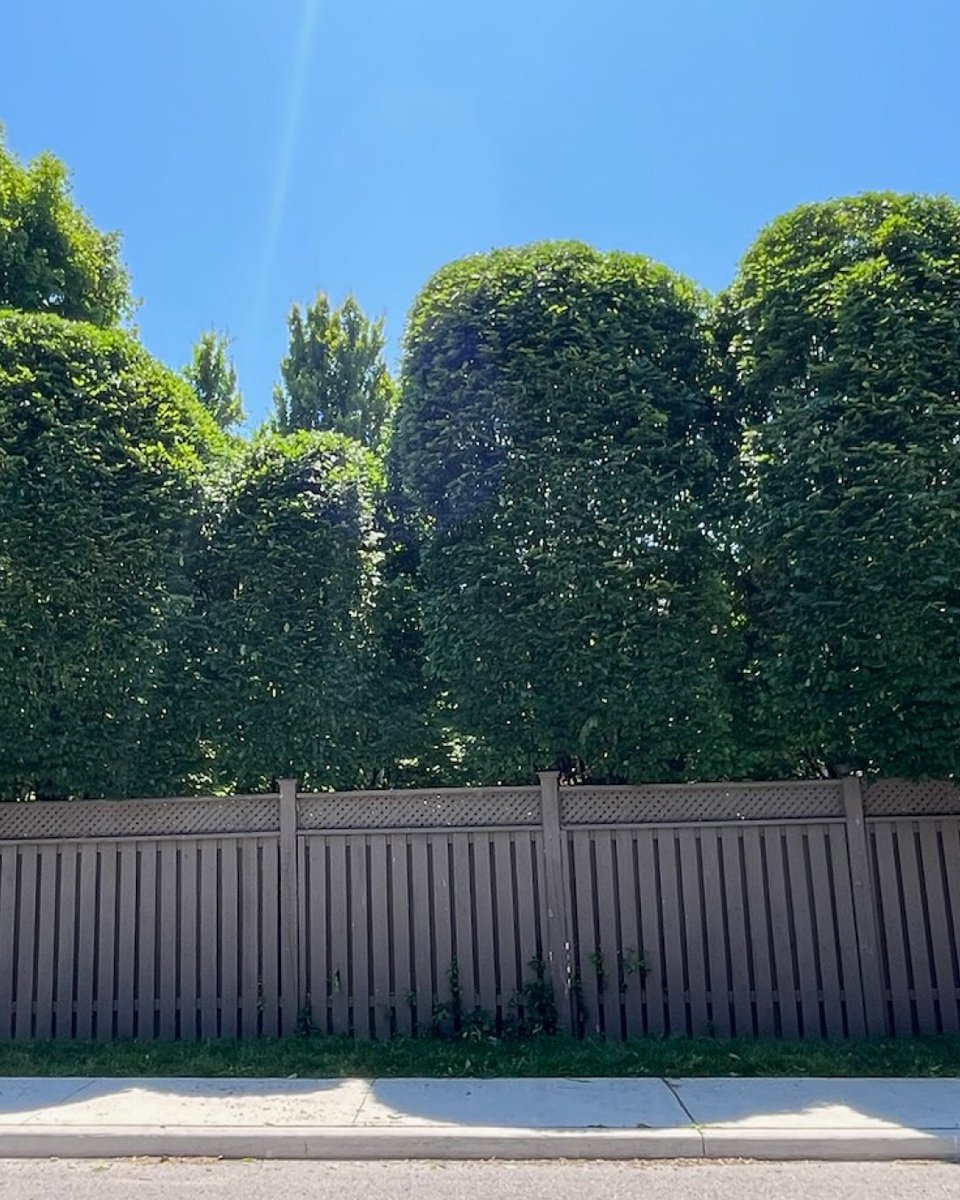 Neat, healthy, and shaped to thrive. Our crew knows how to make hedges shine with expert trimming that boosts growth and curb appeal.

#treedoctors #toronto #treecare #etobicoke #gta #arborist #treepruning #hedgetrimming #landscaping