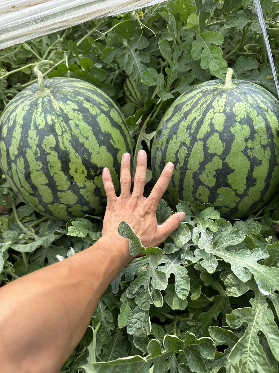 narafarm0373's tweet photo. 全然開いてなかった😂
スイカ始まってから忙しくて🙏🙏

皆んな元気してるかな😊 https://t.co/v0TgvktVBB