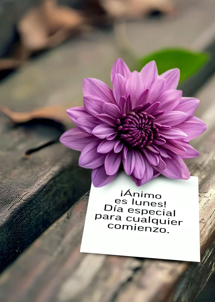 Buenos días!.. 🌸
#FelizLunesATodos