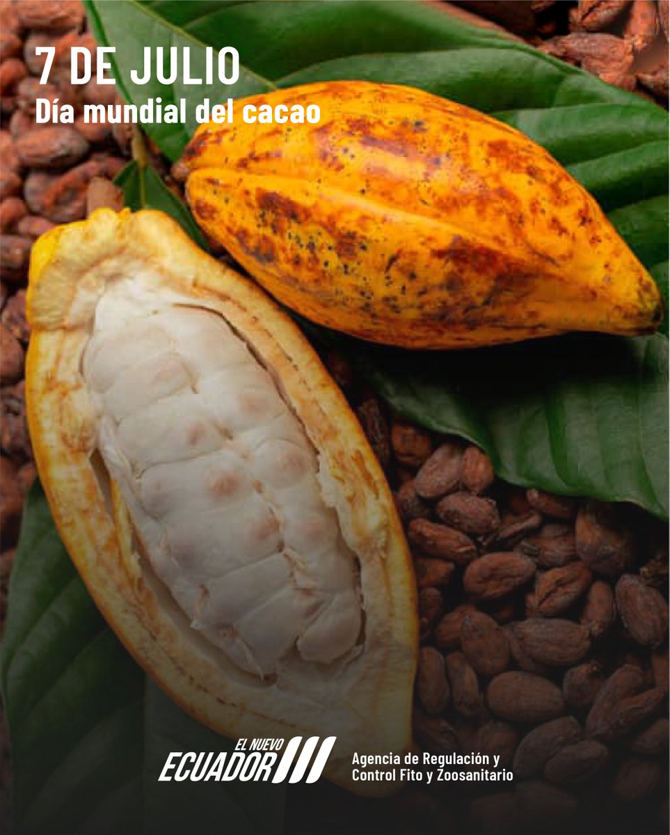 🍫 Gracias a la calidad que tiene nuestra "pepa de oro" ecuatoriana conquistamos nuevos mercados internacionales.
En este #DíaMundialDelCacao reconocemos el esfuerzo de nuestros productores, cuyo trabajo impulsa y fortalece esta valiosa cadena productiva. 🌱🌍