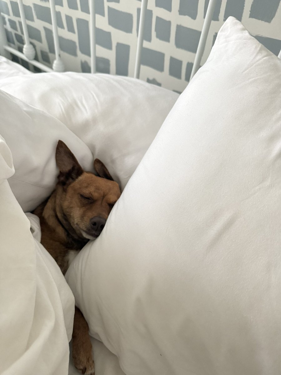 How my dog sleeps, knowing she has until December 31st to not worry about fireworks