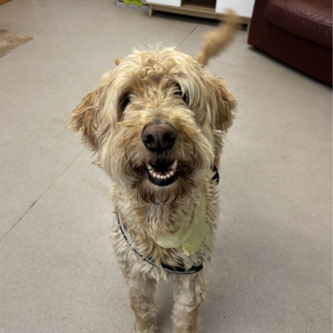 Hello friends, Reggie here! 🌟

I'm an 8-year-old Labradoodle looking for a pet-free home, with owners who are around most of the day. I need a secure garden and could live with children over 11+ years! 💚

Apply for me through my profile below!

jerrygreendogs.org.uk/dogs/reggie/