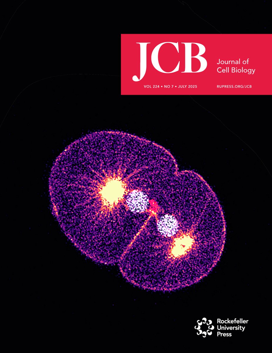 Journal of Cell Biology (@jcellbiol) on Twitter photo Our July cover (hubs.la/Q03vJ8s50) shows a confocal timelapse imaging of #Celegans one-cell embryo expressing fluorescently labeled plasma membrane, microtubules, chromosomes, and ZEN-4, a plus-end directed kinesin motor protein (hubs.la/Q03vJ8yc0).
<a href="/Sachin_mitosis/">Sachin Kotak</a> Our July cover (hubs.la/Q03vJ8s50) shows a confocal timelapse imaging of #Celegans one-cell embryo expressing fluorescently labeled plasma membrane, microtubules, chromosomes, and ZEN-4, a plus-end directed kinesin motor protein (hubs.la/Q03vJ8yc0).
<a href="/Sachin_mitosis/">Sachin Kotak</a>