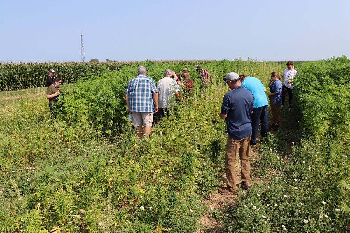 PurdueAgryExt's tweet image. Purdue University Extension @PurdueHemp @diversecornbelt will host a Hemp Field Day on 07/30/25. This hands-on workshop educates attendees on:
-Grain & Fiber Production
-Crop Diversification
-Post-Harvest Handling
- & Product Development
Register today: purdue.ag/hemp-field-day