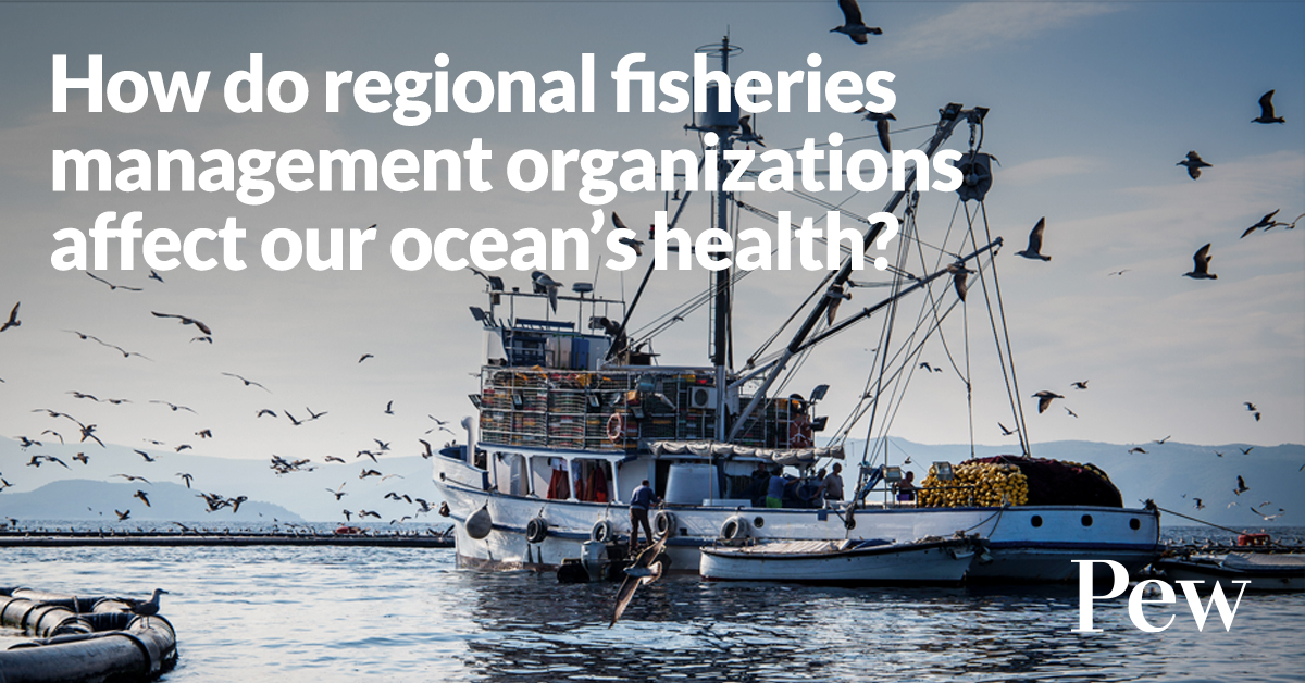Regional fisheries management organizations can—and must—help:

✅Maintain healthy fish stocks
✅Preserve ocean biodiversity
✅Fight illegal fishing
✅Establish long-term harvest strategies 

… and more. 

📸 Getty Images pewtrsts.org/4la7uhc