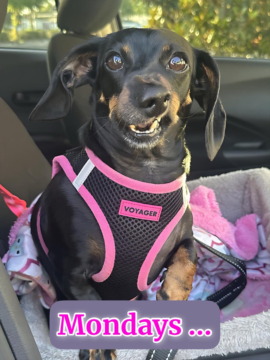 DeannaW1012's tweet photo. Her Monday face 🤣🤣🤣
#minidachshund #dachshund #monday #mondayface #doxie #happy https://t.co/dX0cIxKdzU