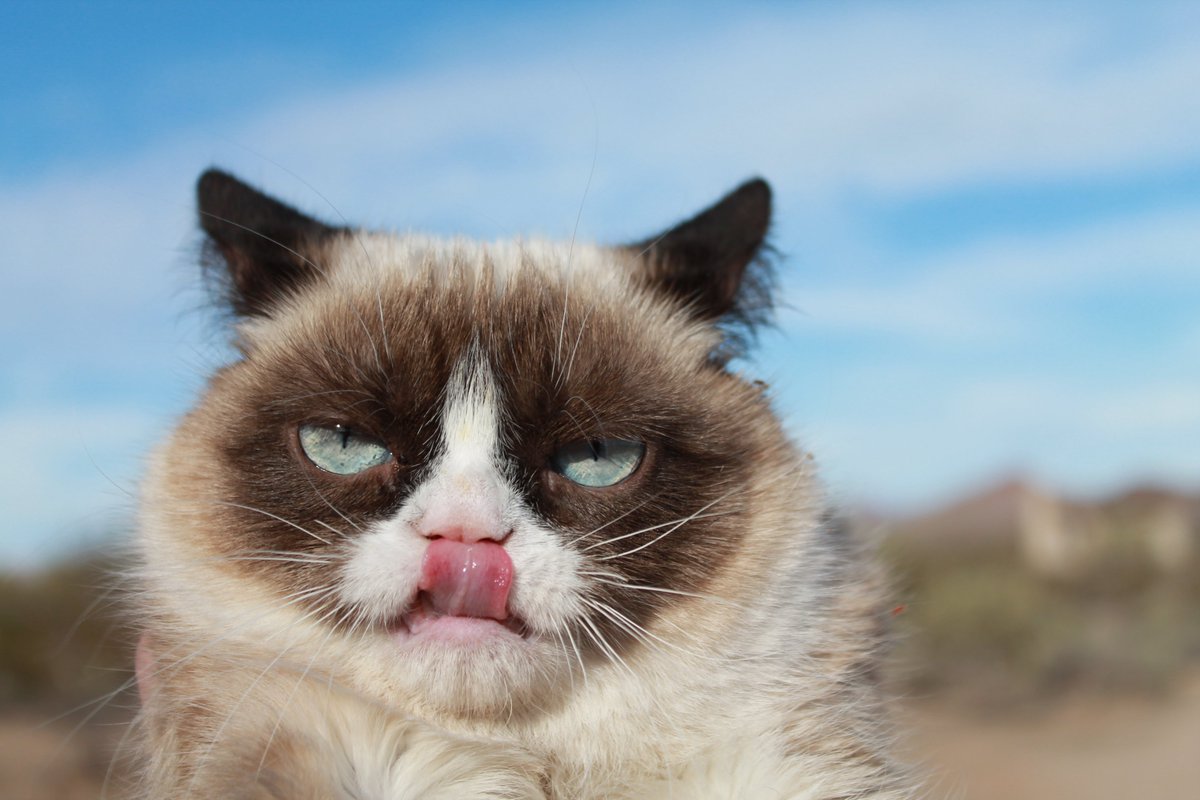 grumpycatcoin's tweet image. You said it had flavor. It’s just hype.