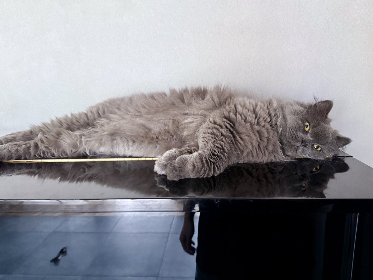 104kn's tweet image. 暑いですね
最近、猫溶けてないですか？
うちのは完全にとろけてます