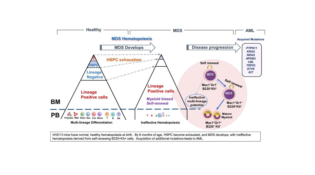 stemcellreports's tweet image. New study shows committed hematopoietic progenitor cells proliferate, self-renew, and can initiate myelodysplastic syndrome (MDS) in mice. #MDS #hematology #stemcells ow.ly/gvYu50WlGbX
@NIH @ISSCR @CellPressNews @GairdnerAwards @SickKidsNews