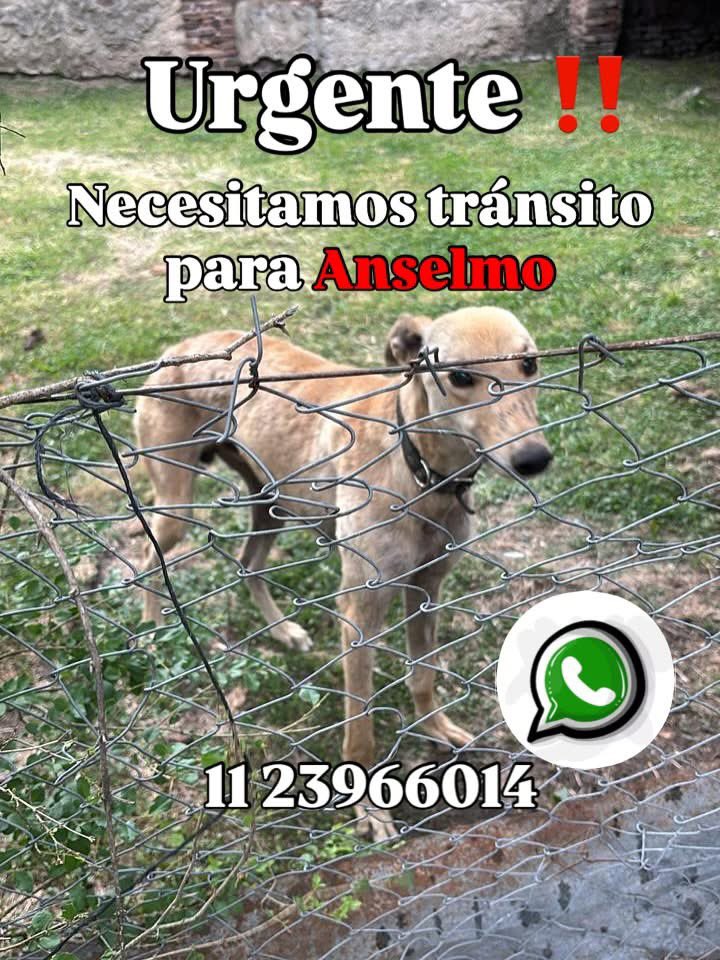 Che Galgo tweet media