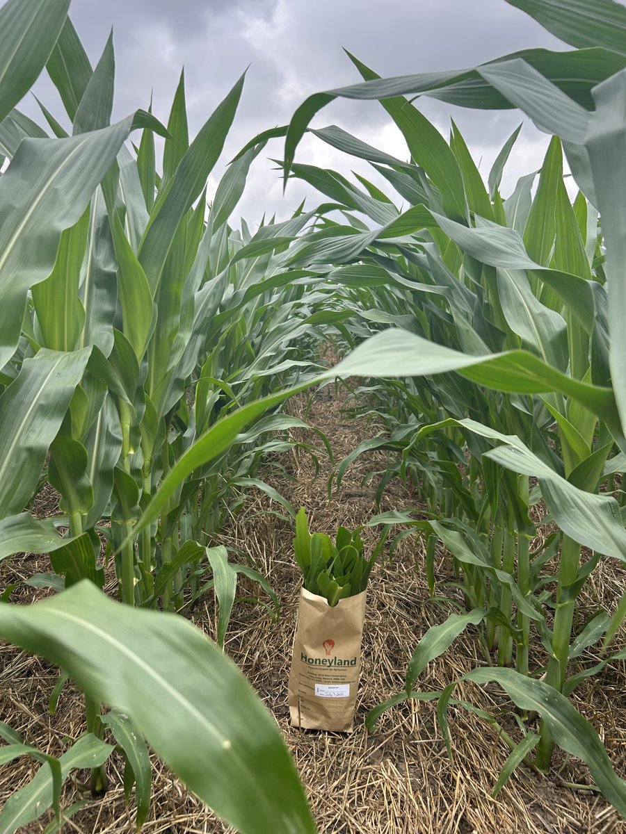 Jake Elgersma tweet media