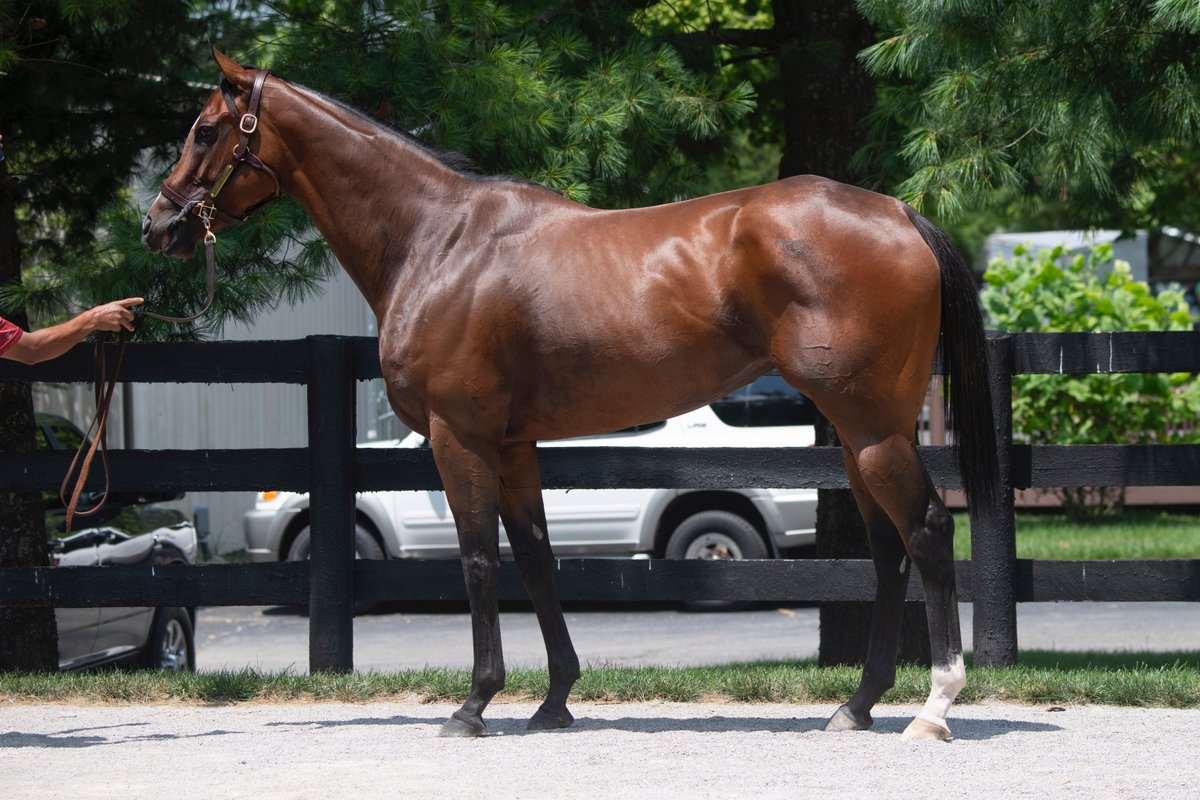 Taylor Made Farm (@taylormadesales) on Twitter photo Selling #FTJULY
Hip 334 Sam's Treasure
✔️On the board in 8 of 9 lifetime starts while running at Belmont, Saratoga, Churchill, Keeneland and KY Downs.
✔️$700K yearling has kept top company in all 9 starts
📄ow.ly/tyE850WlGuB
📲Alex P 859-321-1888 Selling #FTJULY
Hip 334 Sam's Treasure
✔️On the board in 8 of 9 lifetime starts while running at Belmont, Saratoga, Churchill, Keeneland and KY Downs.
✔️$700K yearling has kept top company in all 9 starts
📄ow.ly/tyE850WlGuB
📲Alex P 859-321-1888
