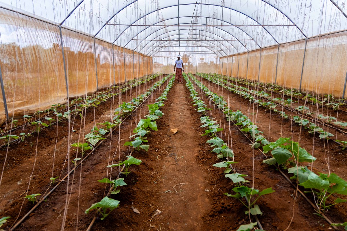 FAO in Somalia (@faosomalia) on Twitter photo To mark #WorldCooperativesDay, we celebrate Bay Cooperative. 🌱
With <a href="/FAO/">Food and Agriculture Organization</a> support providing:
✓ Quality seeds
✓ Training in better farming methods
✓ Marketing
They've achieved:
🚜 Higher yields
💰 Increased incomes
🌿 Built a greenhouse for year-round production! To mark #WorldCooperativesDay, we celebrate Bay Cooperative. 🌱
With <a href="/FAO/">Food and Agriculture Organization</a> support providing:
✓ Quality seeds
✓ Training in better farming methods
✓ Marketing
They've achieved:
🚜 Higher yields
💰 Increased incomes
🌿 Built a greenhouse for year-round production!