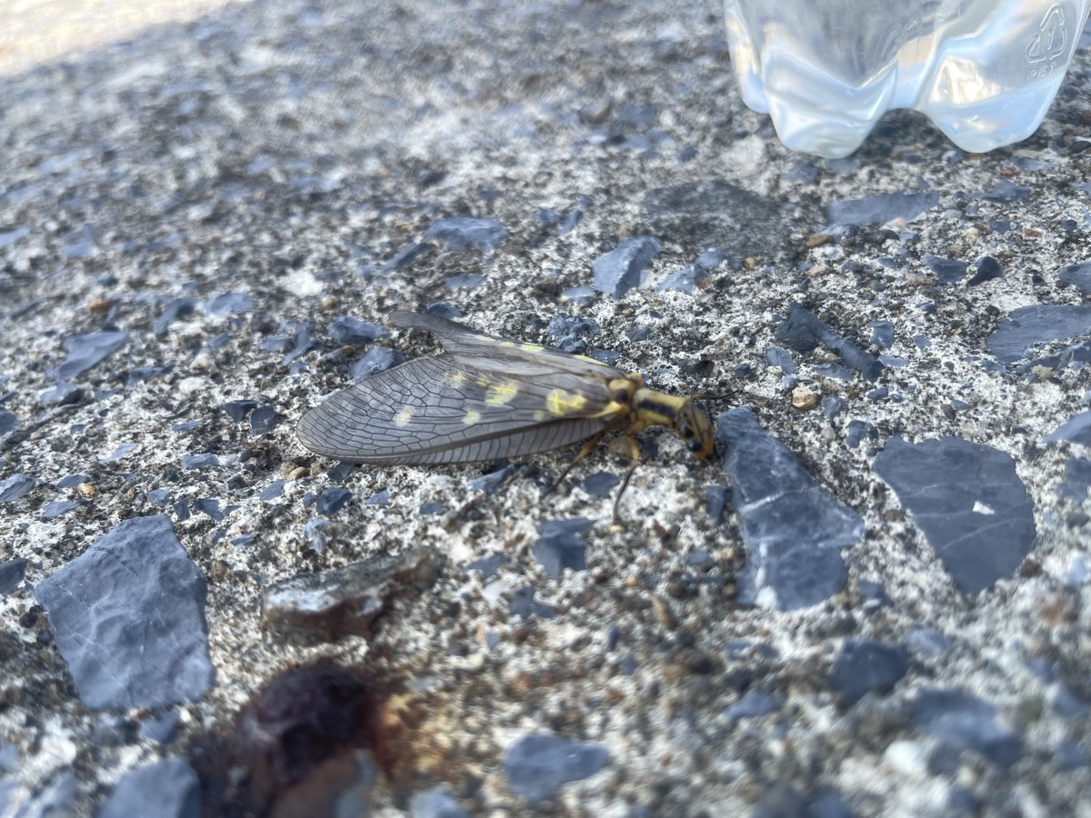 まさかの海で会うとは思わなかった
死んでるかと思って回収したら息吹き返した