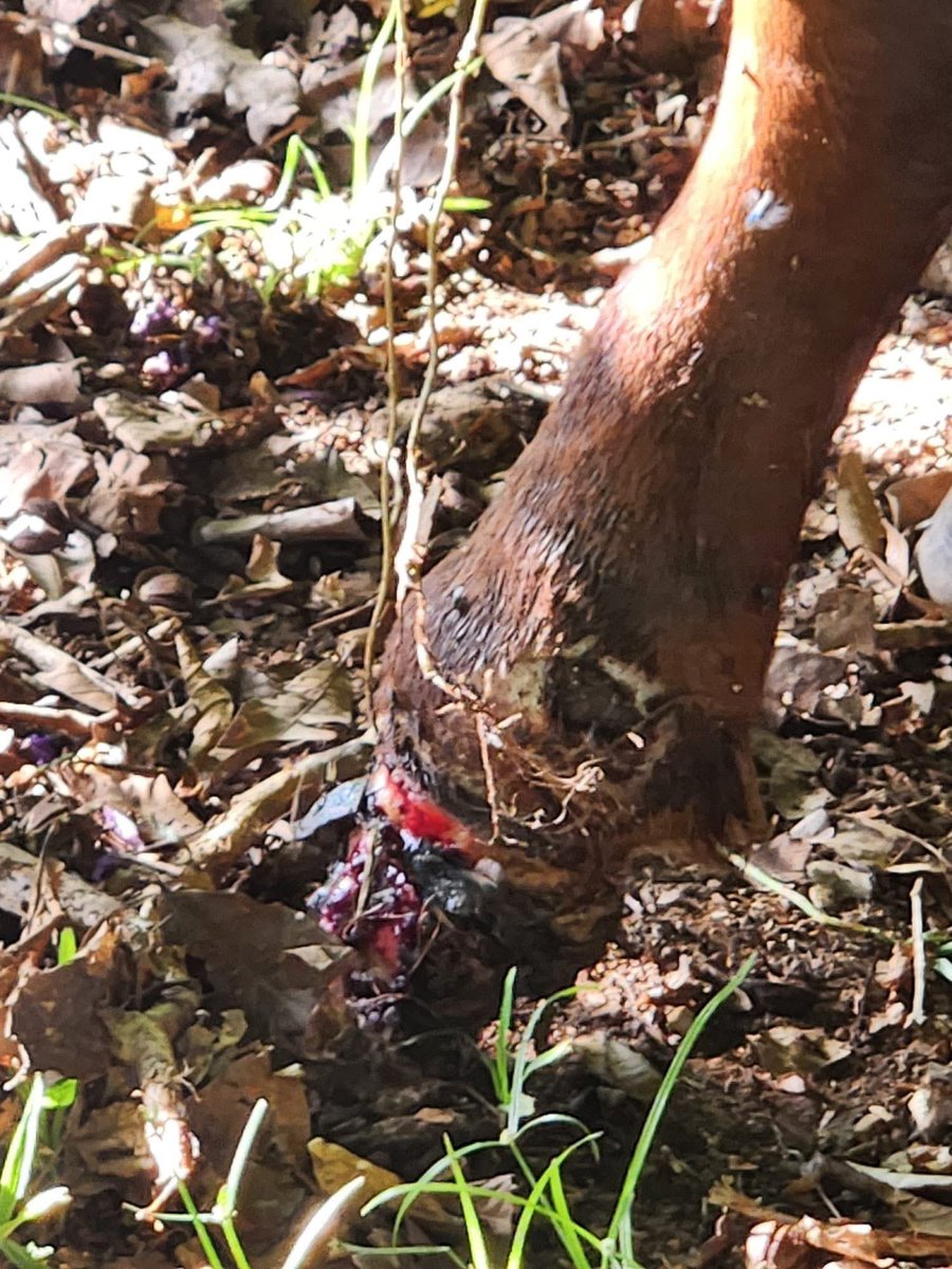 Chrissy_Ottb's tweet image. It’s not uncommon for ppl in Puerto Rico to abandon their horses when they become injured or ill. It’s very difficult to get a vet to euthanize them & they end up suffering so much (this is NOT a TB).