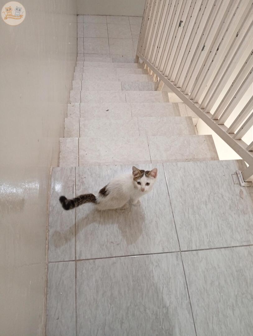 KochengFess v2 tweet media