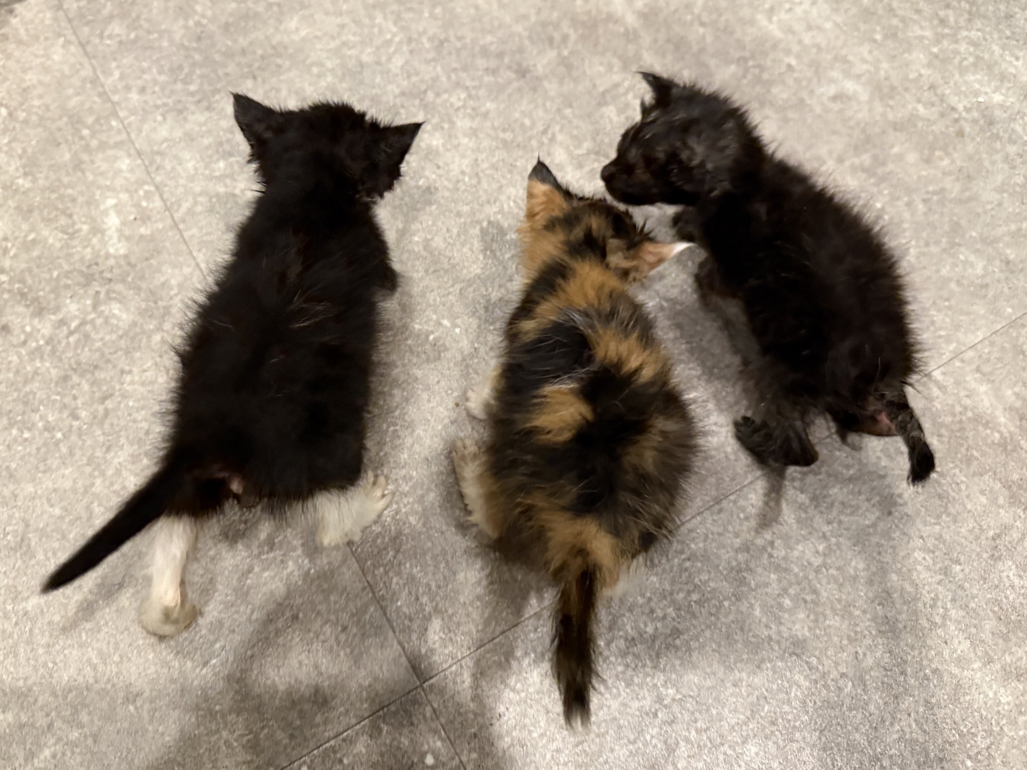 マメ K 病障害猫預かりボランティア on X: 